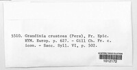 Lyomyces crustosus image
